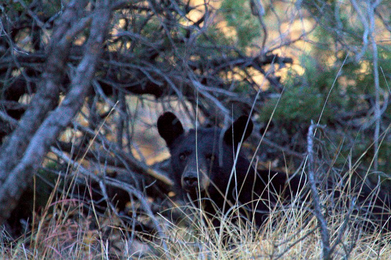 Black Bear 2011_07_17_1699.jpg
